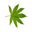 Feuille de Chanvre